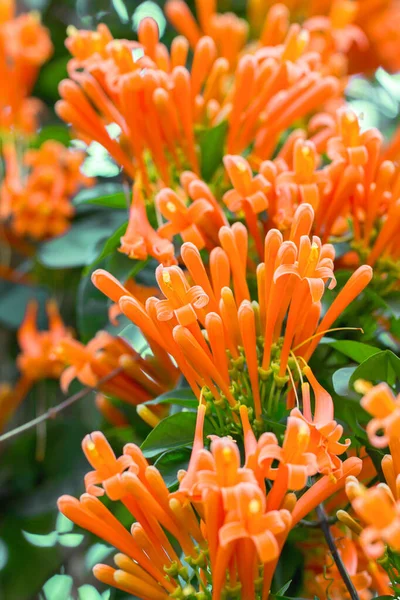 Flores Trompeta Naranja Florecientes Vid Galleta Fuego Con Fondo Verde — Foto de Stock