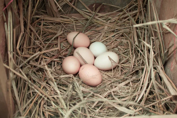 Farm fresh eggs, still in a the hen house.