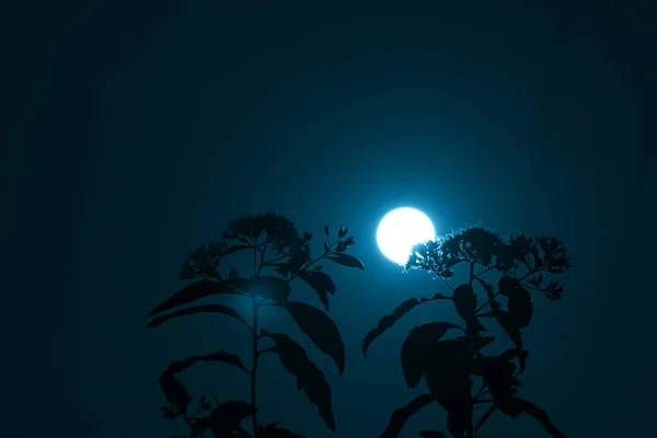 Mystique Fond Ciel Nocturne Avec Pleine Lune Nuages Étoiles Nuit — Photo