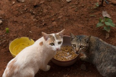 Şirin Kediyi Kapat.