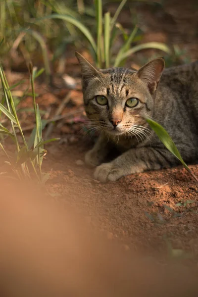 Sluiten Van Schattige Kat — Stockfoto