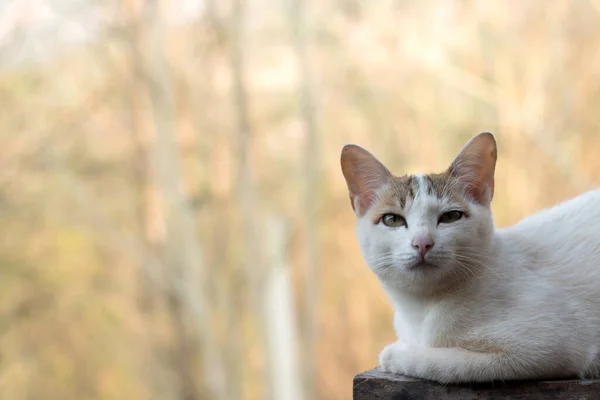 Gros Plan Chat Mignon — Photo