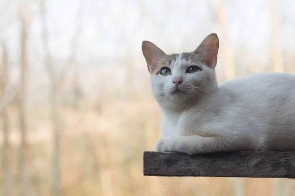 Gros Plan Chat Mignon — Photo