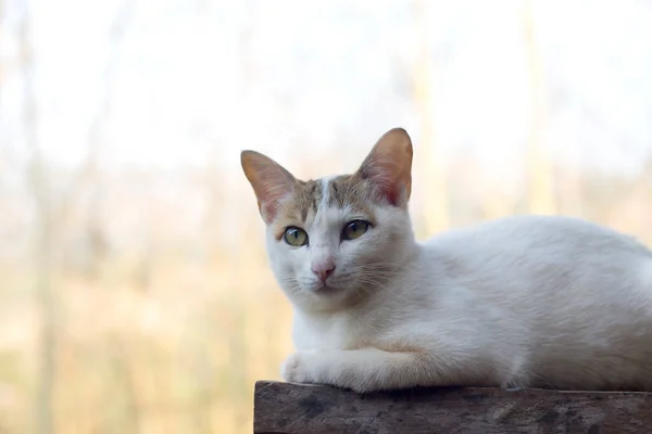 Gros Plan Chat Mignon — Photo