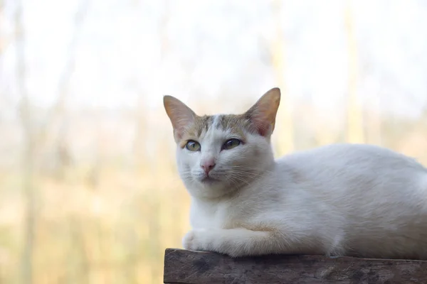 Dekat Dengan Kucing Lucu — Stok Foto
