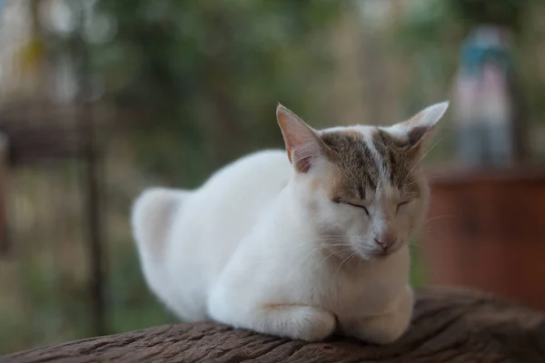 Primer Plano Lindo Gato —  Fotos de Stock