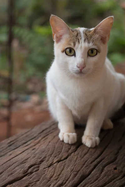 可爱的猫的特写镜头 — 图库照片