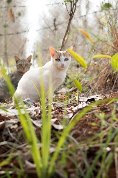 可爱的猫的特写镜头 — 图库照片