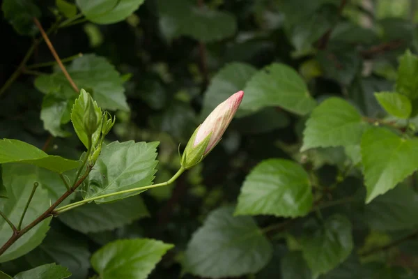 Gros Plan Sur Hibiscus Rosa Sinensis Rouge — Photo