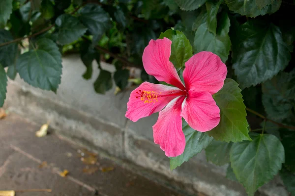 Vörös Hibiszkusz Rosa Sinensis Közelsége — Stock Fotó