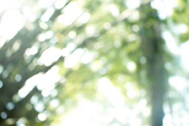 Doğal yeşil arkaplan için soyut bulanıklaştırılmış.