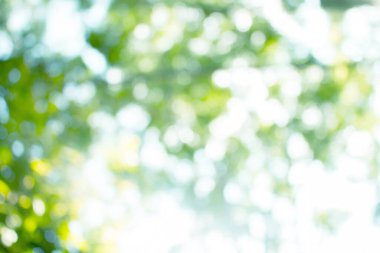 Doğal yeşil arkaplan için soyut bulanıklaştırılmış.