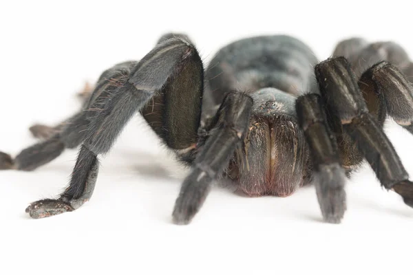 Närbild Chilensk Ros Tarantula Grammostola Rosea — Stockfoto