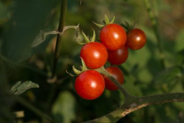 Bahçede domates yetiştiriyor..