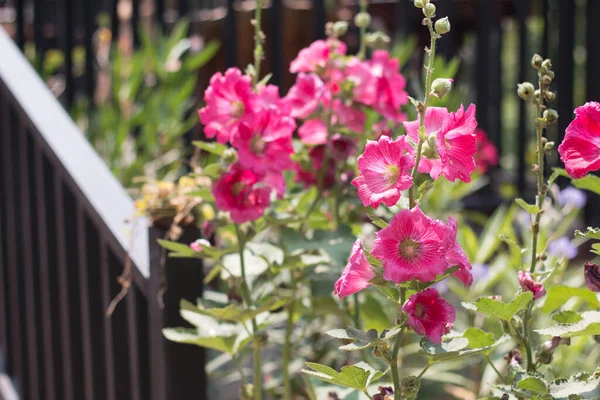 Hollyhocks Floreciendo Jardín — Foto de Stock