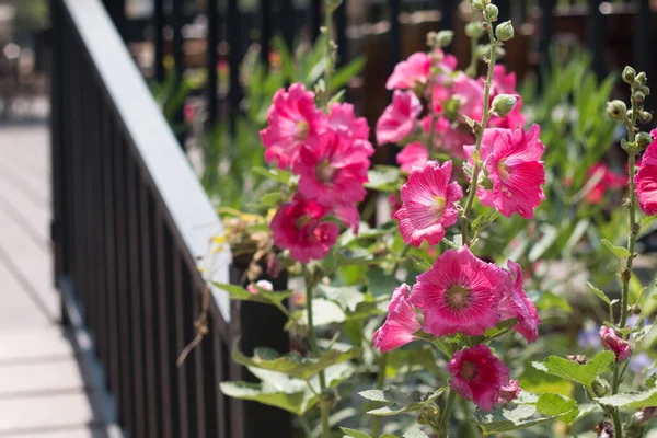 Hollyhocks Floreciendo Jardín — Foto de Stock