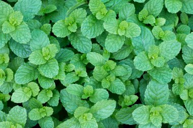 Bahçedeki taze nane yapraklarının üst manzarası