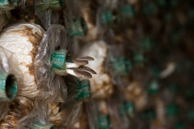 Taze Phoenix mantarı ya da mantar küpündeki Hint istiridyesi..