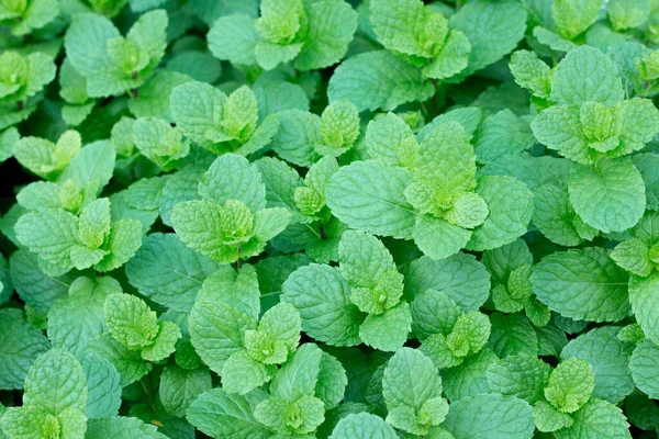 Top views of fresh Mint leaves in garden