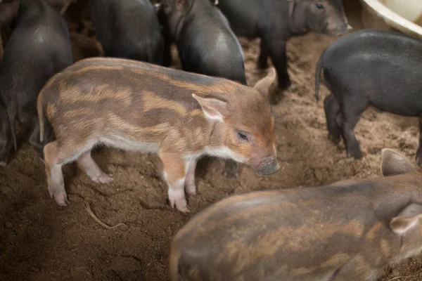 Wild boar piglets in farm.