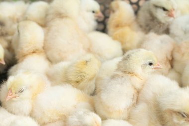 Kümes hayvanları çiftliğinde genç sarı civcivler