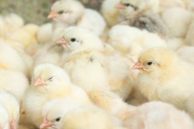 Kümes hayvanları çiftliğinde genç sarı civcivler