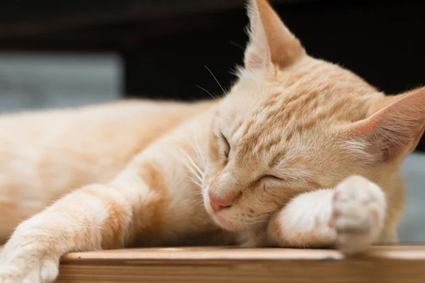 Close Roztomilý Zázvor Tabby Kočka Jako Spací Akce — Stock fotografie