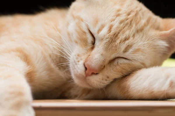 Close Roztomilý Zázvor Tabby Kočka Jako Spací Akce — Stock fotografie