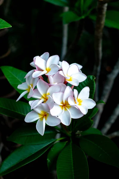 Frangipani Tropical Spa Flower Plumeria Flor Sobre Planta —  Fotos de Stock