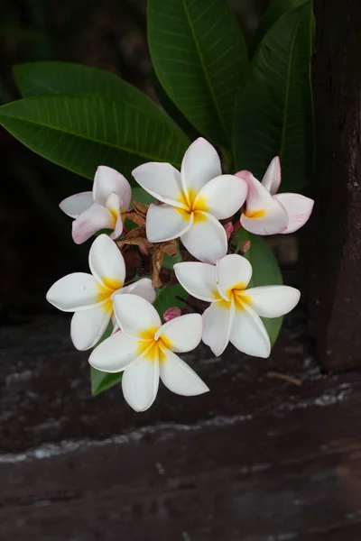Frangipani热带温泉花 植物上的梅花 — 图库照片