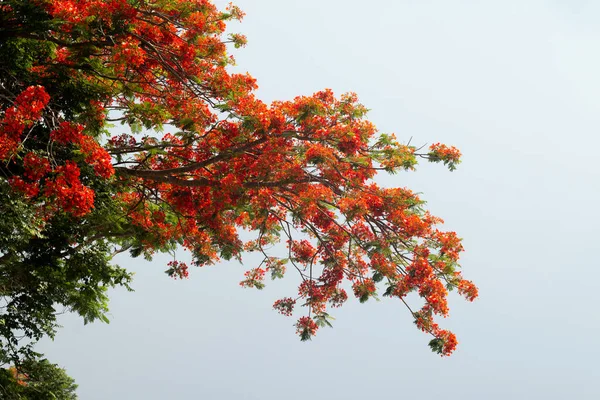 씨살피니아 나무에 — 스톡 사진