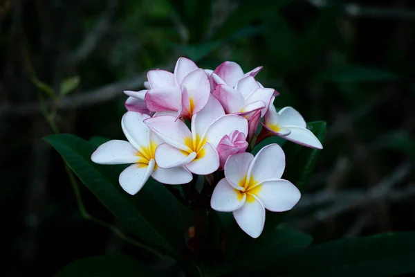 フランジパニ トロピカル スパの花 植物上のプルメリアの花 ストック写真