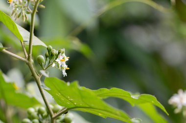 Yapraklarla dolu dalda bezelyeli patlıcan ya da hindi üzümü.