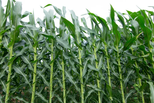 Green corn plant in corn field.