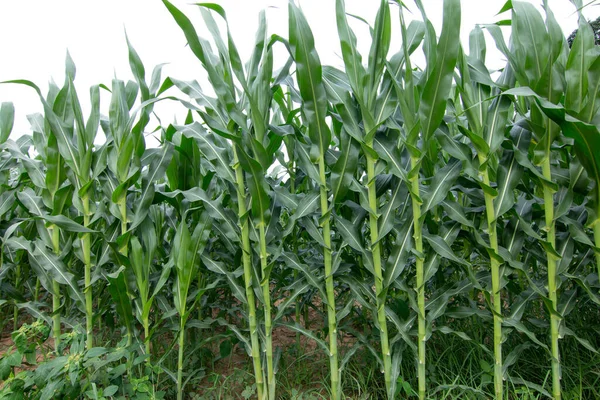 Green corn plant in corn field.