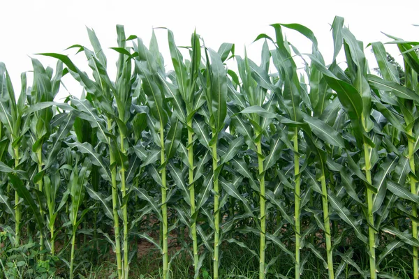 Green corn plant in corn field.