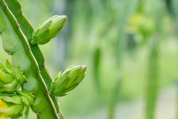 Vers Groen Drakenfruit Met Waterdruppels Ochtend Boerderij — Stockfoto