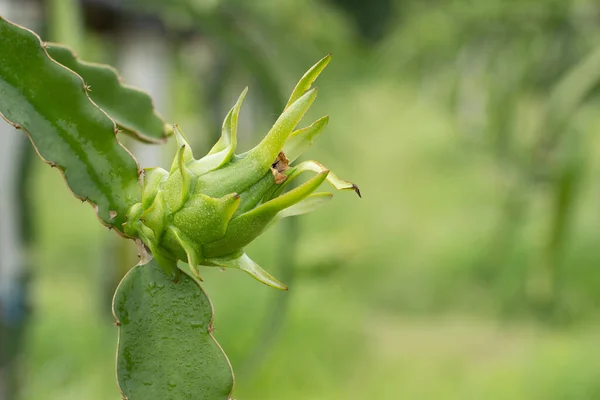 Vers Groen Drakenfruit Met Waterdruppels Ochtend Boerderij — Stockfoto