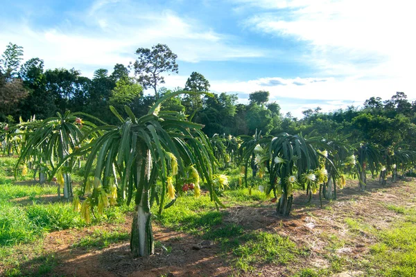 植物のドラゴンフルーツ 木の上の生のピタヤフルーツ ピタヤまたはピタハは アメリカ先住民のいくつかのサボテン種の果実です 東南アジアで人気のプランテーションです — ストック写真