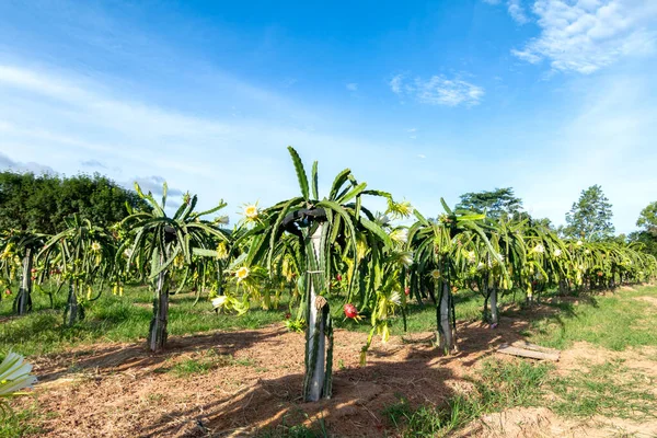 Dragon Fruit Plant Raw Pitaya Fruit Tree Pitaya Pitahaya Είναι — Φωτογραφία Αρχείου