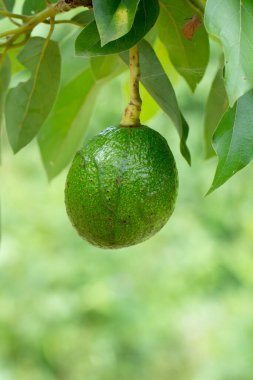 Bitki üzerindeki avokado ya da Tayland 'ın organik çiftliğindeki ağaçtaki taze ürün üzerindeki çiğ avokado, broşür, dergi, gıda veya diğer endüstriyel işler için kullanışlı ağaçtaki Avokado meyvesi.