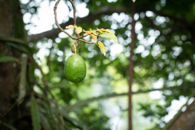 Bitki üzerindeki avokado ya da Tayland 'ın organik çiftliğindeki ağaçtaki taze ürün üzerindeki çiğ avokado, broşür, dergi, gıda veya diğer endüstriyel işler için kullanışlı ağaçtaki Avokado meyvesi.