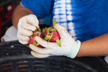 Çiftçi satılık ejderha meyvelerini kontrol ediyor..