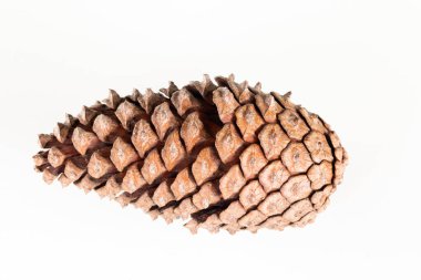 Beyaz arkaplanda kurumuş çam kozalağını kapat.