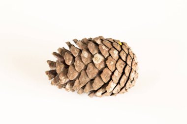 Beyaz arkaplanda kurumuş çam kozalağını kapat.