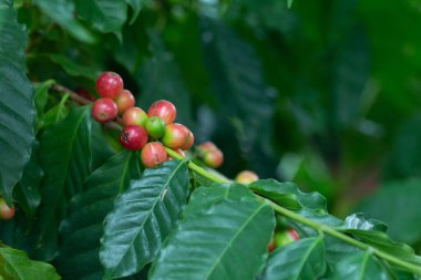 Arabica Ağaçta olgunlaşan kahve meyvesi.