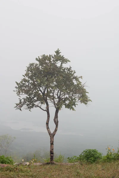 Ein Baum Mit Nebel — Stockfoto