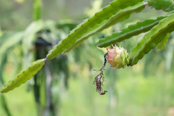 Frutos Frescos Crudos Dragón Granja Granja Pitahaya — Foto de Stock