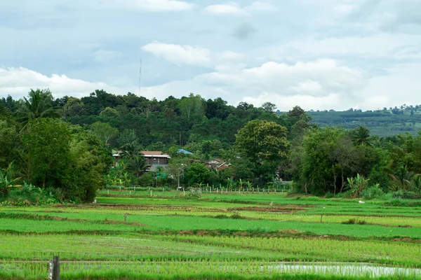 Green Terraced Rice Field Vidéken Thaiföld — Stock Fotó