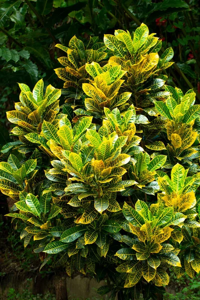 クロトンまたは斑入りローレル黄色と庭の外観デザインの葉植物の緑の色の閉鎖 — ストック写真
